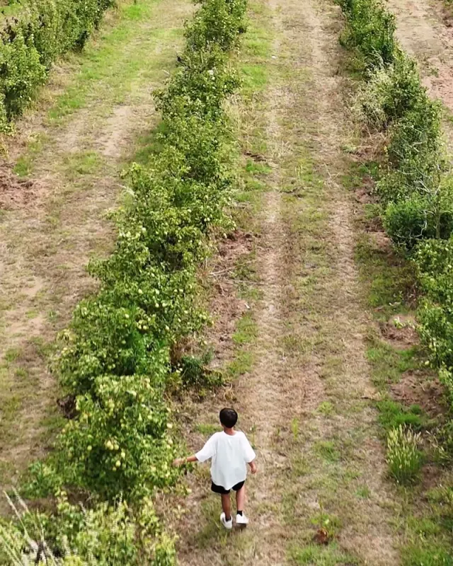 Aerial view of a pear orchard, video frame from Frutta Nature